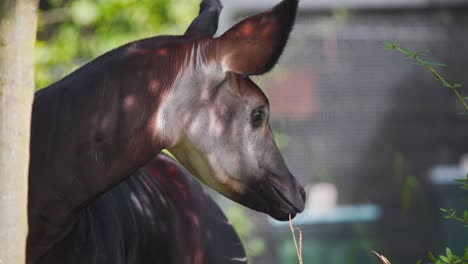 Okapi-Con-La-Cabeza-Girada-A-La-Izquierda-Junto-A-Un-árbol-En-La-Exhibición-Del-Zoológico