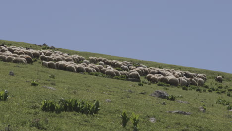 Große-Schafherde,-Die-Friedlich-Vor-Einem-Klaren,-Idyllischen-Himmel-In-Georgia-Weidet