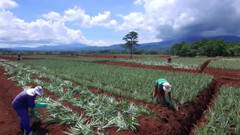 Trabajadores-Irreconocibles-En-Los-Campos-Durante-La-Cosecha-De-Piña,-Upala-En-Costa-Rica