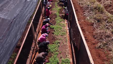 Aerial-footage-of-the-workers-of-a-peach-plant-farm-doing-their-daily-activities