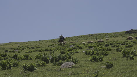 Shepherd-on-a-horseback-herding-quickly-a-few-sheep-back-to-their-herd