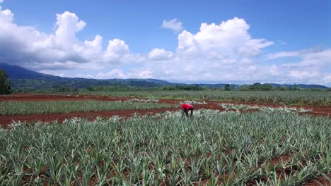 Luftdrohne-Umkreist-Einen-Arbeiter,-Der-Bei-Der-Ananasernte-In-Costa-Rica-Arbeitet