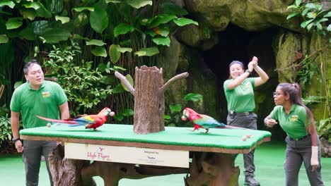 Trainer-Zusammen-Mit-Tiertraining,-Das-Eine-Show-Im-Großen-Zoo-Durchführt