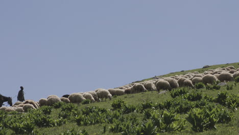 Idyllische-Landschaft-Mit-Grasendem-Vieh,-Beschützt-Von-Einheimischen-Hirten-Und-Hunden