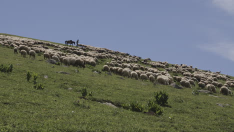 Ruhig-Grasende-Schafherde-Langsam-Gefolgt-Von-Einem-Hirten-Mit-Seinem-Pferd