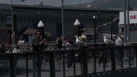 A-group-of-tourist-taking-pictures-of-a-seagull-on-pier-39-of-San-Francisco