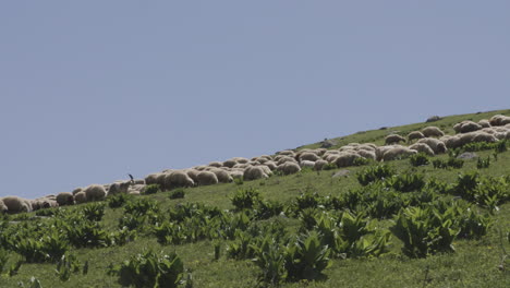 Rebaño-De-Ovejas-Caminando-Pacíficamente-Cuesta-Arriba-Y-Pastando-En-Una-Pradera-Serena