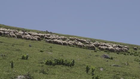 Montón-De-Ovejas-Alimentándose-De-Una-Vasta-Y-Pacífica-Pradera-En-Algún-Lugar-De-Georgia