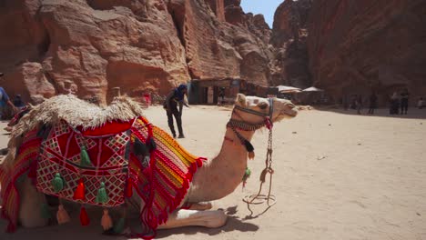 Kamele-Ruhen-In-Der-Nähe-Des-Al-Khazneh-Tempels-In-Den-Ruinen-Von-Petra,-Jordanien