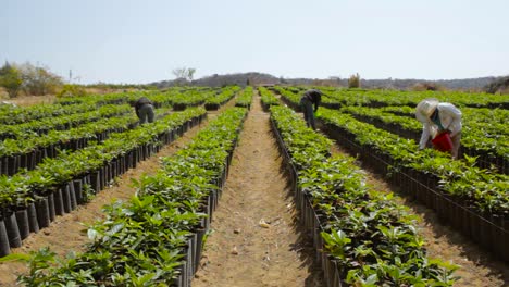 Footage-showing-the-application-process-of-fertilizer-in-avocado-plants