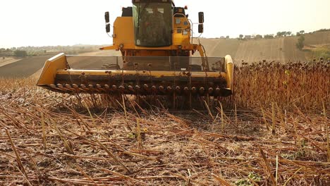 Gelber-Mähdrescher-Nähert-Sich-Dem-Dreschen-Von-Sonnenblumen-Für-Die-Landwirtschaft