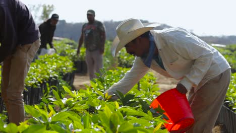 Video-De-Un-Agricultor-Aplicando-Fertilizante-A-Las-Plantas-De-Aguacate