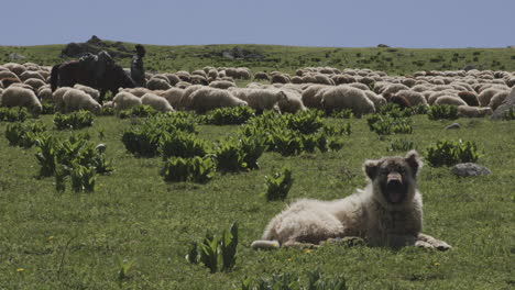 Kaukasischer-Schäferhund,-Der-An-Sonnigen-Tagen-Auf-Einer-Wiese-In-Der-Nähe-Der-Schafherde-Ruht