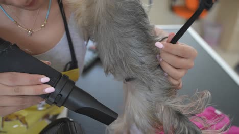 Dog-groomer-taking-care-after-yorkshire-terrier,-airblowing-after-bath