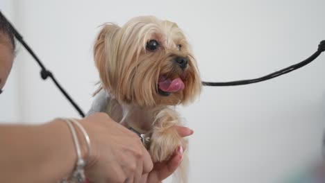 Hundefriseur-Schneiden-Nägel-Von-Yorkshire-Terrier-In-Einem-Hundesalon