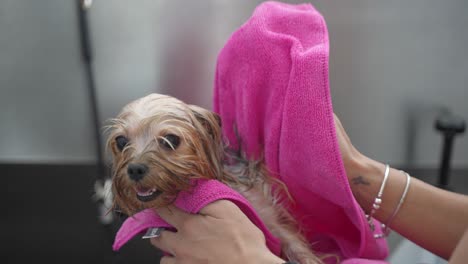 Trocknen-Von-Yorkie-Mit-Einem-Handtuch-Nach-Einem-Bad-Im-Hundesalon