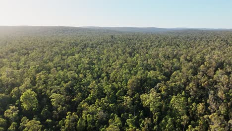 Filmisches-Schwenken-Der-Baumkronen-In-Den-Wäldern-Des-Alten-Wachstumsstaates-Im-Südwesten-Australiens