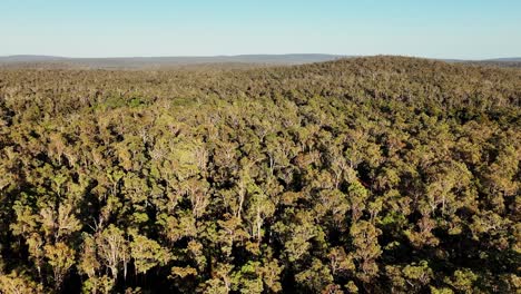 Panorámica-Cinematográfica-Del-Dosel-En-Los-Bosques-Antiguos-Del-Suroeste-De-Australia