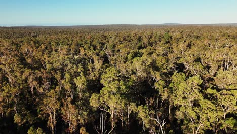 Panorámica-Cinematográfica-Del-Dosel-En-Los-Bosques-Antiguos-Del-Suroeste-De-Australia