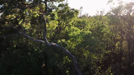 Filmisches-Schwenken-Der-Baumkronen-In-Den-Wäldern-Des-Alten-Wachstumsstaates-Im-Südwesten-Australiens