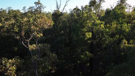 Panorámica-Cinematográfica-Del-Dosel-En-Los-Bosques-Antiguos-Del-Suroeste-De-Australia