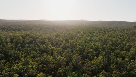 Panorámica-Cinematográfica-Del-Dosel-En-Los-Bosques-Antiguos-Del-Suroeste-De-Australia