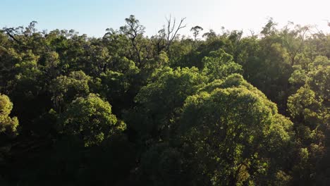 Panorámica-Cinematográfica-Del-Dosel-En-Los-Bosques-Antiguos-Del-Suroeste-De-Australia