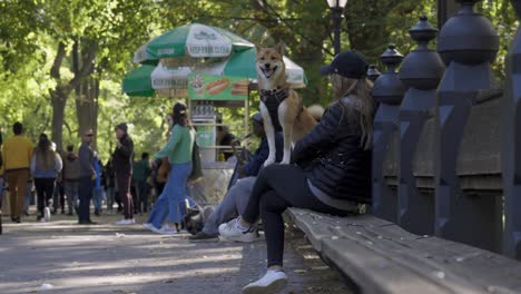 Perro-Y-Mujer-Del-Parque-Central-En-Un-Banco-En-Cámara-Lenta