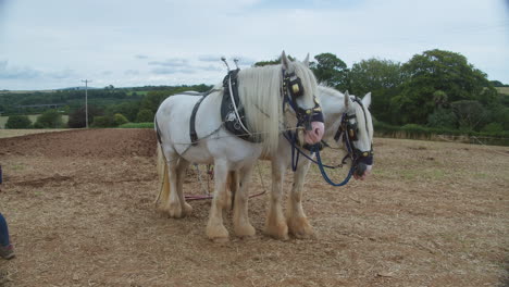 Caballos-Gitanos-Tradicionales-En-El-Campo