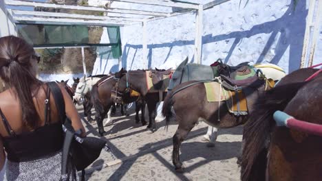 Turistas-Pasando-Por-La-Estación-De-Burros