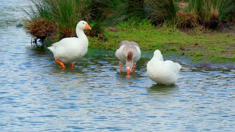 Wildvögel-Auf-Dem-See