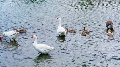 Wild-bird-playing-on-water