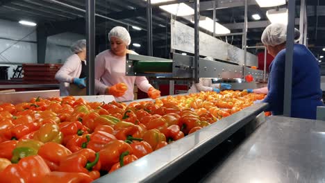 Los-Trabajadores-De-Invernadero-Hidropónico-Comercial-Clasifican-A-Mano-Los-Pimientos-Amarillos-Y-Las-Verduras-En-El-Transportador