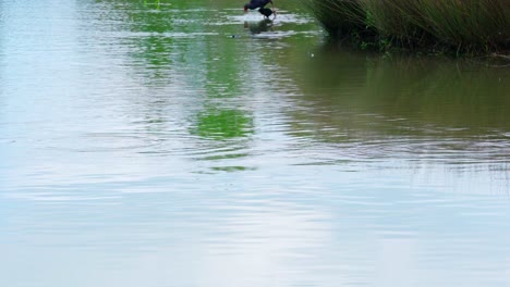 Wilder-Vogel,-Der-Auf-Wasser-Spielt