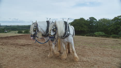 Par-De-Caballos-De-Condado-Arando-El-Campo