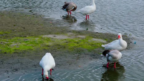 Wilder-Vogel,-Der-Auf-Wasser-Spielt