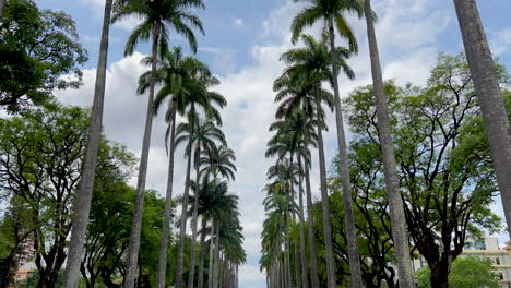 Rows-Of-Tall-Palm-Trees-Along-Pathway-At-The-Liberty-Square-In-Belo-Horizonte,-Minas-Gerais,-Brazil