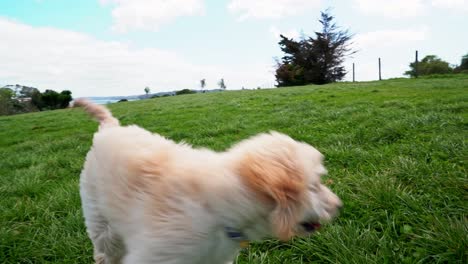 Hundetag,-Hund-Geht-In-Den-Park