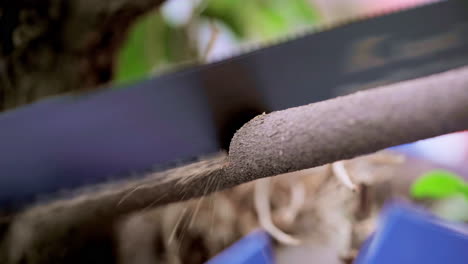 A-male-with-hand-saw-blade-cutting-through-a-thin-wooden-branch-in-the-forest