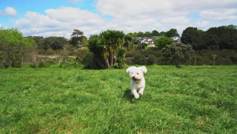 Dos-Perros-Juegan-En-El-Parque-Para-Perros-En-El-Este-De-Auckland