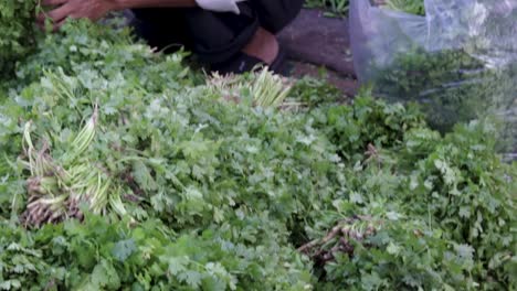 fresh-organic-coriander-leaves-from-farm-close-up-from-different-angle