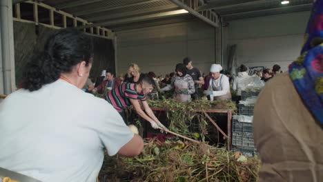 Spanish-and-immigrant-workers-sort-through-strawberry-plants,-Over-the-Shoulder