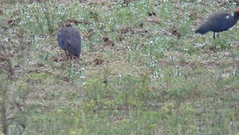 Pájaros-De-Hombro-Blanco-Stok-..