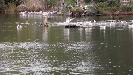 Un-Grupo-De-Gaviotas-Occidentales-Bañándose-En-Un-Arroyo-Poco-Profundo-Que-Desemboca-En-El-Océano