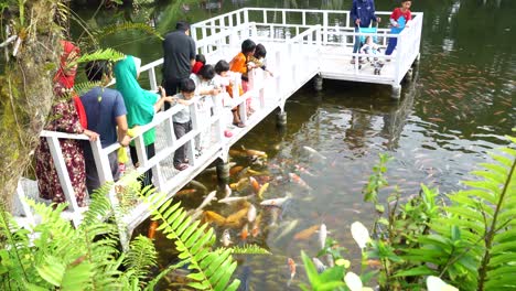 La-Gente-Mira-Y-Alimenta-A-Los-Peces-Koi-En-El-Estanque