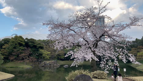 A-magical-scene-of-a-Cherry-Blossoms-in-bloom-at-Koishikawa-Botanical-Garden-lake-with-a-family-taking-pictures