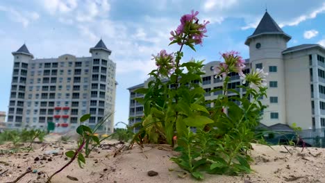 Hotel-Breakers---Vista-Exterior-Del-Hotel-Cedar-Point-Desde-La-Playa-Cedar-Point