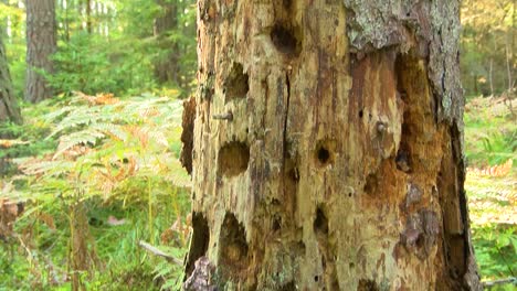 Reißende-Polypore-Bei-Altem-Stamm