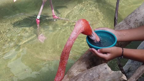 Zeitlupe-Eines-Flamingos,-Der-Einem-Kind-Im-Aquarium-Aus-Den-Händen-Frisst