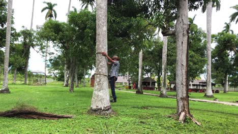 Palm-climber-descends-from-palm-tree-in-Villa-Clara,-Cuba